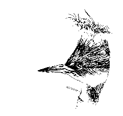 {{Line art of a heron}}