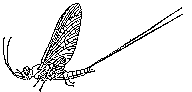 {{Line art of Mayfly adult--dun}}