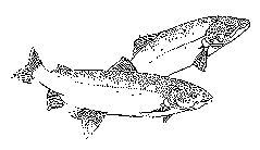 {{Line art of salmon}}