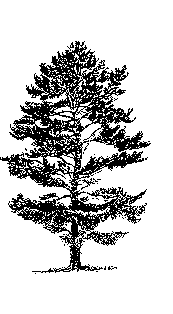 {{Line art of tree}}
