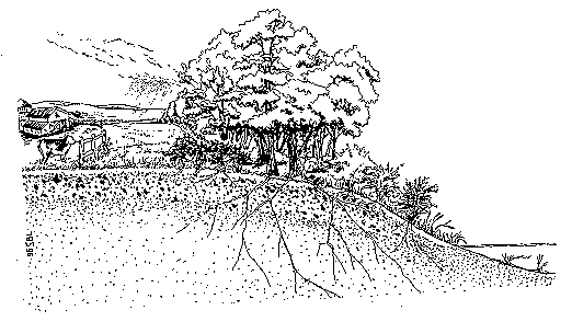 {{Line art of



tree and roots in ground}}
